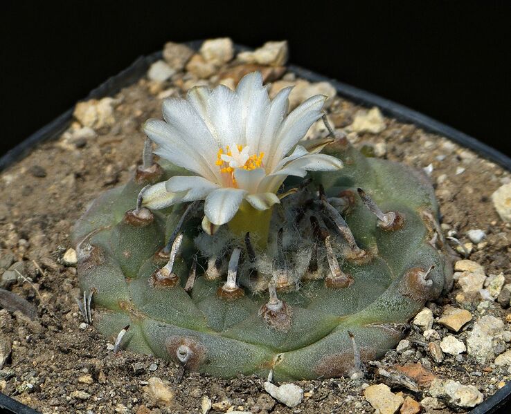 Fájl:Turbinicarpus klinkerianus.SzJ 04.jpg