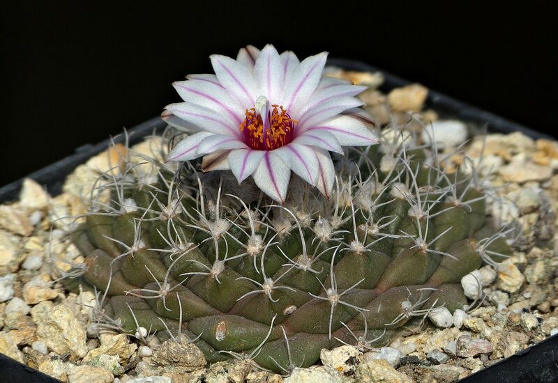 Fájl:Turbinicarpus nieblae.SzJ 02.jpg