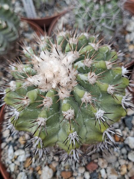Fájl:Copiapoa cinerascens.HL 01.jpg