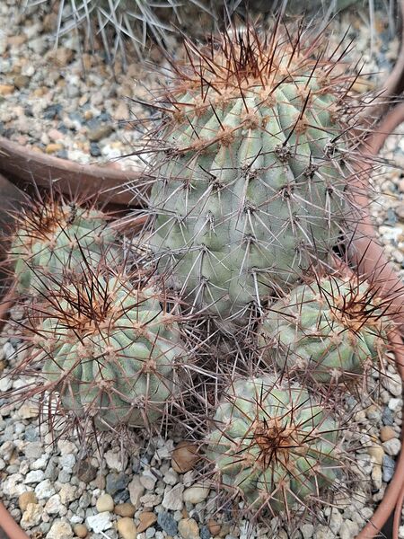 Fájl:Copiapoa gigantea (eremophila).HL 03.jpg