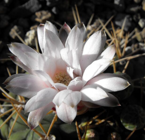 Fájl:Gymnocalycium eurypleurum-002.jpg