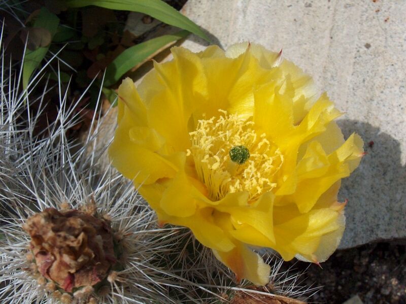 Fájl:Opuntia polyacantha var hystricina-1.jpg