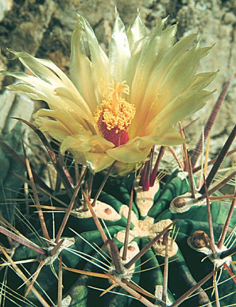 Fájl:Pozsgáslap 015-001.jpg