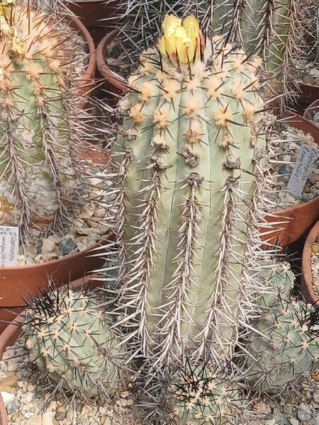 Fájl:Copiapoa atacamensis.HL 03.jpg