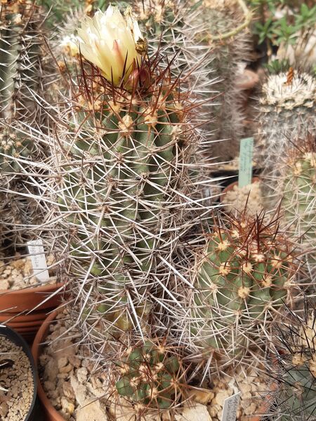 Fájl:Copiapoa borealis.HL 01.echinata.jpg