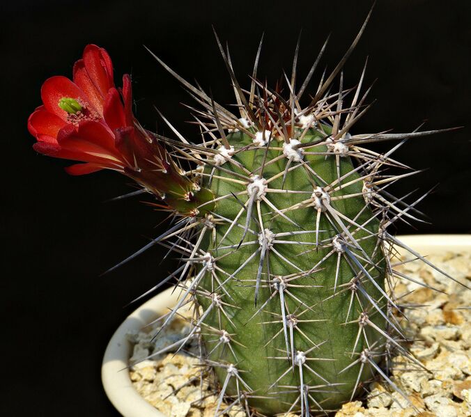 Fájl:Echinocereus arizonicus HRU9023.SzJ 01.jpg