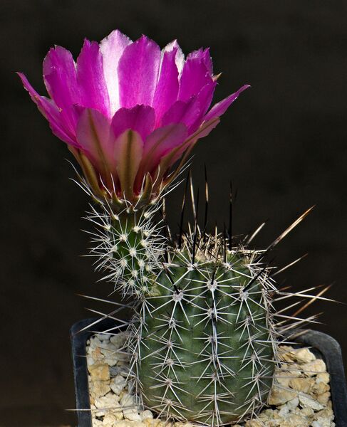 Fájl:Echinocereus fendleri rectispinus VVZ191.SzJ 02.jpg