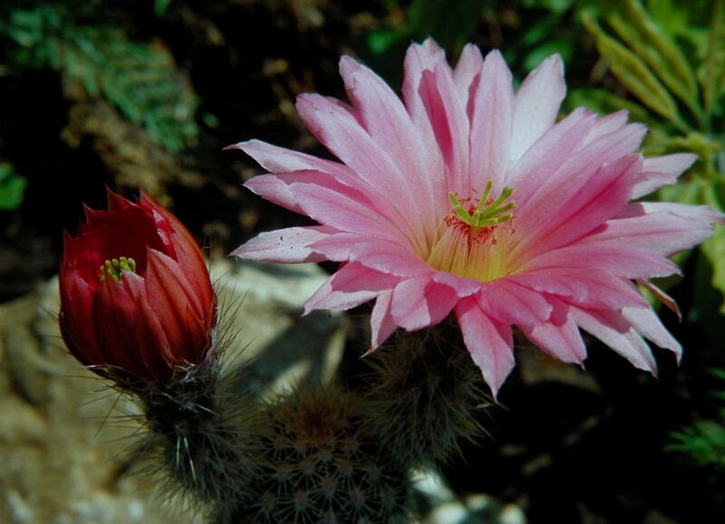 Fájl:Echinocereus sciurus-001.jpg