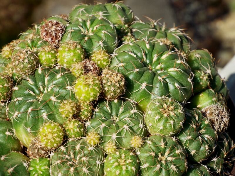 Fájl:Matucana aurantiaca polzii-001.jpg