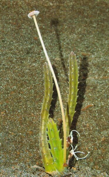 Fájl:Pozsgaslap Stapelia erectiflora-001.jpg