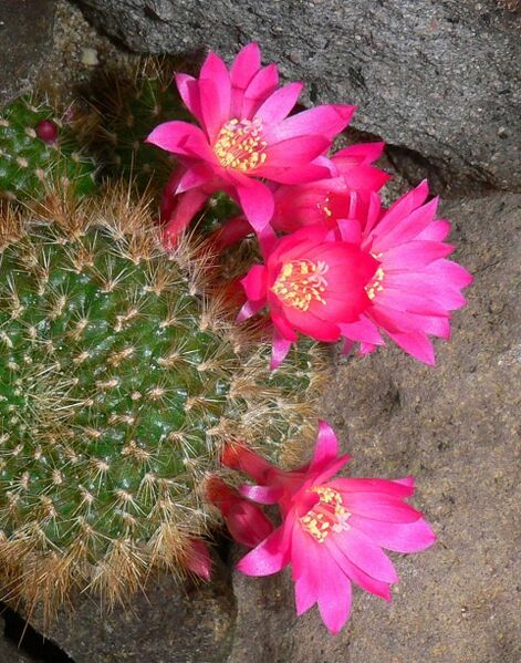 Fájl:Rebutia minuscula violaciflora-1.jpg