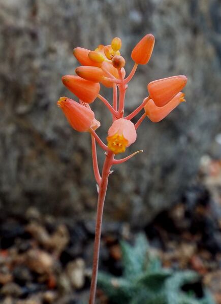 Fájl:Aloë descoingsii-001.jpg