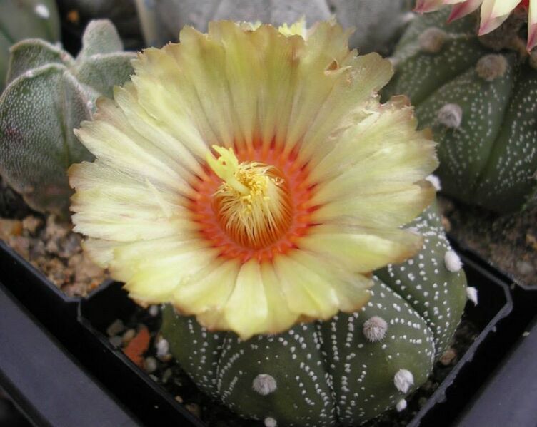 Fájl:Astrophytum asterias.JCs 01.jpg