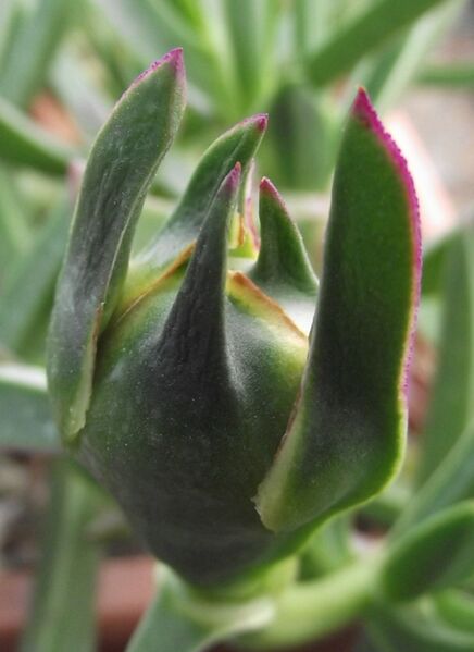 Fájl:Carpobrotus acinaciformis 2-002.jpg