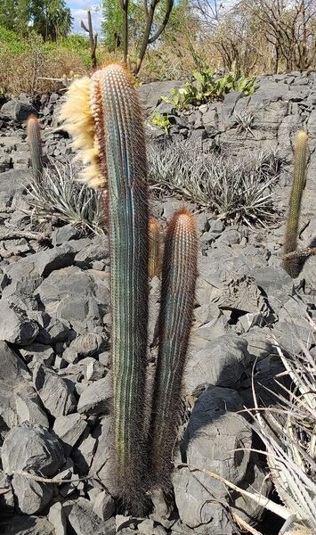 Fájl:Coleocephalocereus neoestevesii.Rigi 01.jpg