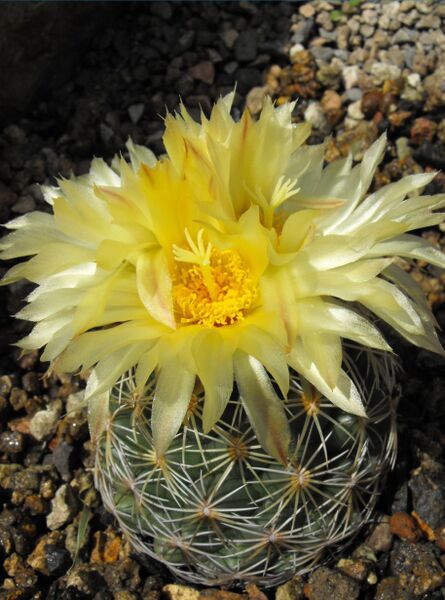 Fájl:Coryphantha radians-000.jpg