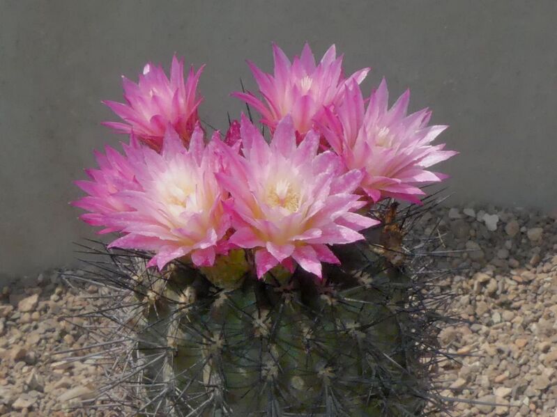 Fájl:Eriosyce spinosior.LZ 01.jpg