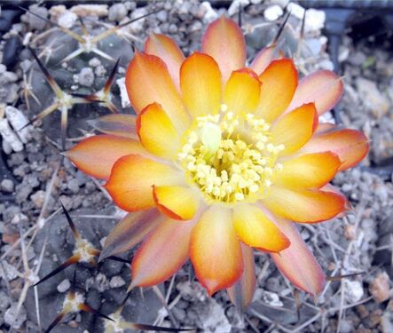 Ma az Acanthocalycium thionanthum (syn. Acanthocalycium aurantiacum) alá sorolják.