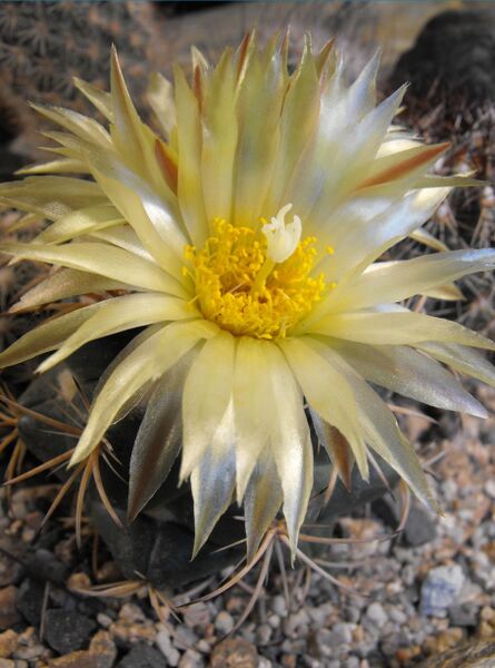 Fájl:Coryphantha pycnacantha-000.jpg