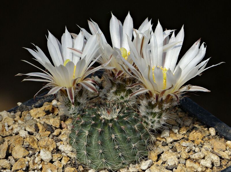 Fájl:Echinocereus pulchellus sharpii HR155.SzJ 01.jpg