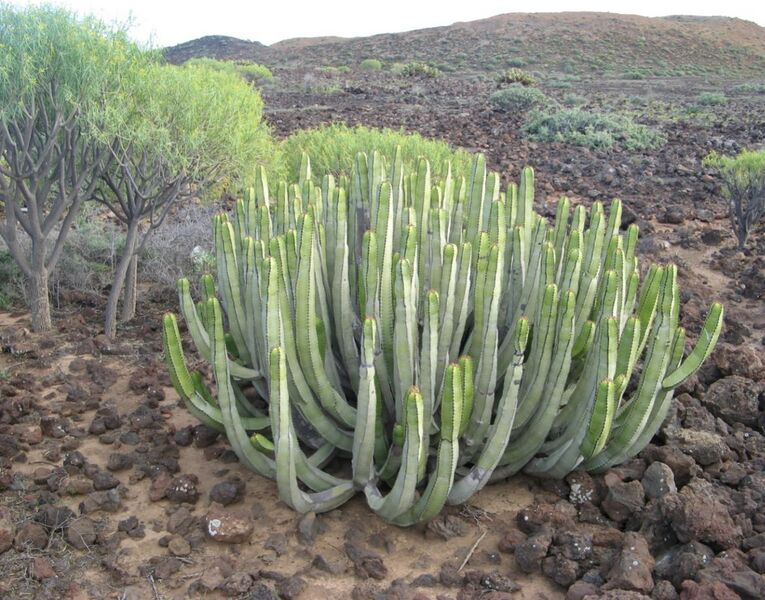 Fájl:Euphorbi canariensis 02-001.jpg