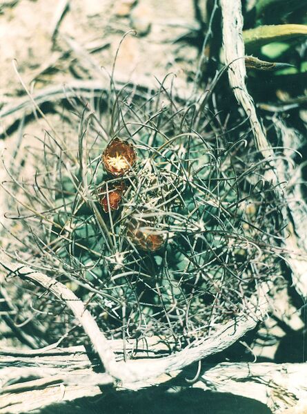 Fájl:Pozsgáslap 080-000.jpg