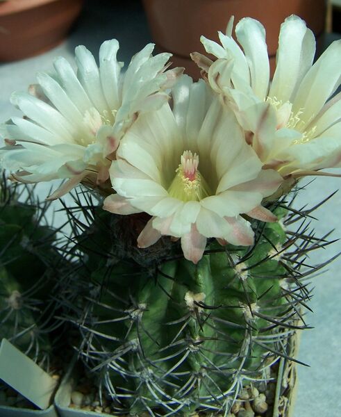 Fájl:Eriosyce paucicostata paucicostata-003.jpg