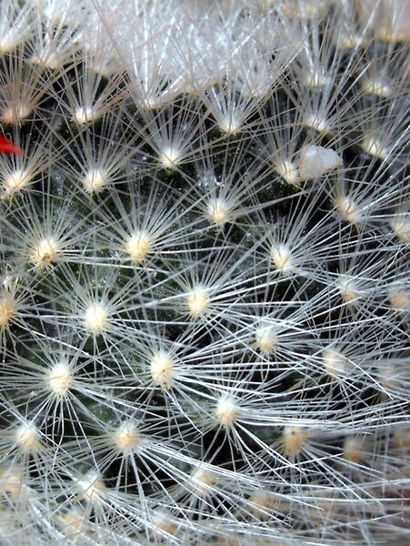 Fájl:Rebutia fiebrigii albipilosa-1.jpg