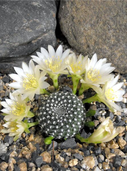 Fájl:Rebutia minuscula krainziana 2-0.jpg