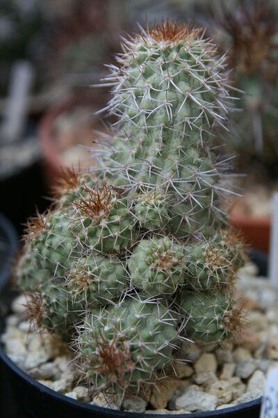 Fájl:Copiapoa ahremephiana.HL 01.jpg
