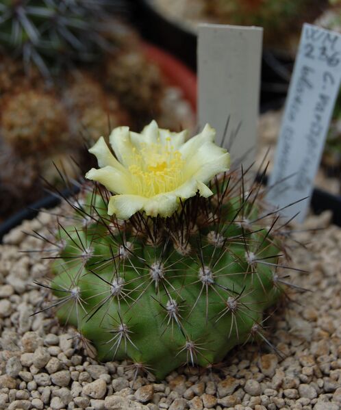 Fájl:Copiapoa variispinata.HL 01.jpg