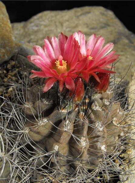 Fájl:Eriosyce taltalensis taltalensis 1-000.jpg