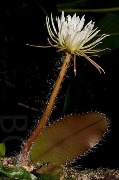 Fájl:Strophocactus wittii.VZs 01.jpg