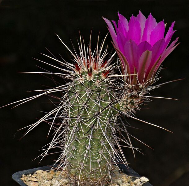 Fájl:Echinocereus engelmannii Marble Canyon.SzJ 01.jpg