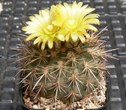 Fotó: Szigetvári József