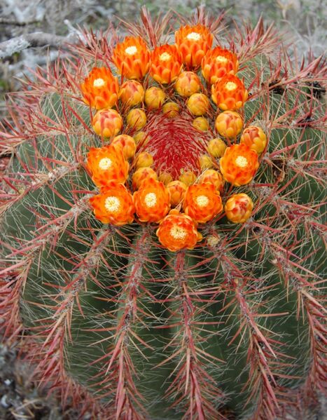 Fájl:Ferocactus pilosus 1 rész-002.jpg