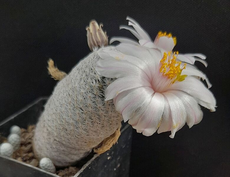 Fájl:Mammillaria albiflora.JCs 01.jpg