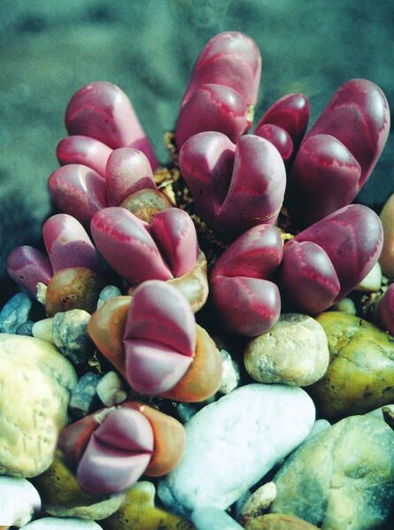 Fájl:Pozsgáslap 051-000.jpg