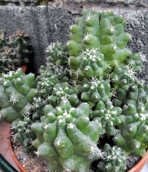 Fájl:Thelocactus leucacanthus schmollii-002.jpg