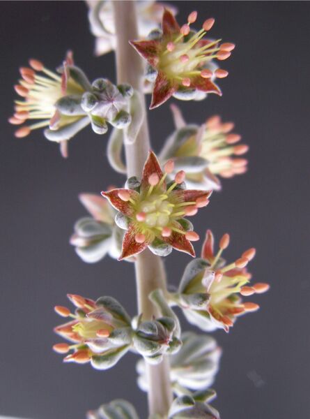 Fájl:Thompsonella platyphylla-0.jpg