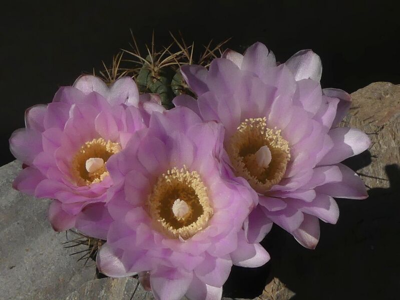 Fájl:Gymnocalycium monvillei subsp. achirasense.LZ 01.jpg