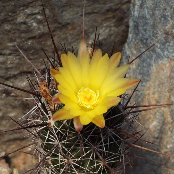 Fájl:Coryphantha pulleineana-001.jpg