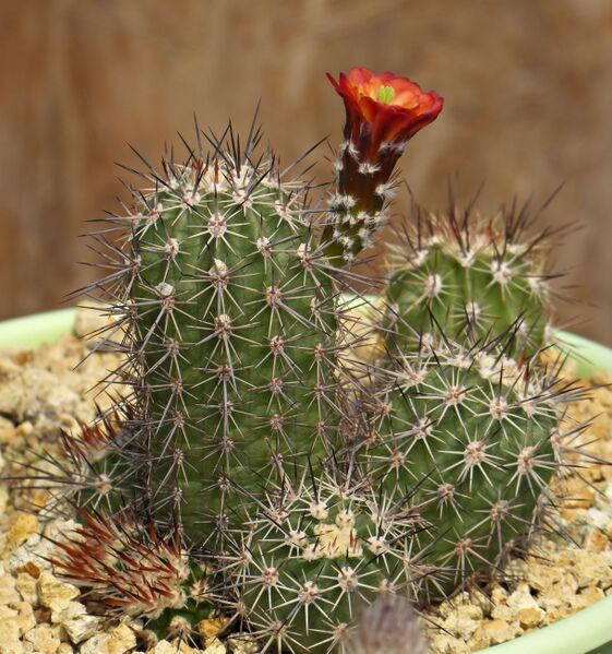 Fájl:Echinocereus pacificus BW5.SzJ 02.jpg
