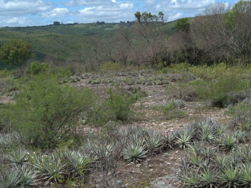 Fájl:Frailea gracillima horstii-002.jpg