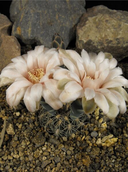 Fájl:Gymnocalycium calochlorum-000.jpg