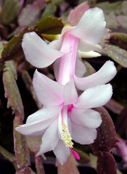 Fájl:Schlumbergera truncata 2-1.jpg