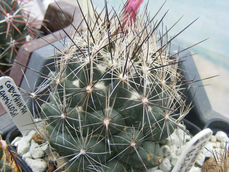 Fájl:Coryphantha ramillosa subsp. ramillosa.Kósik 01.jpg