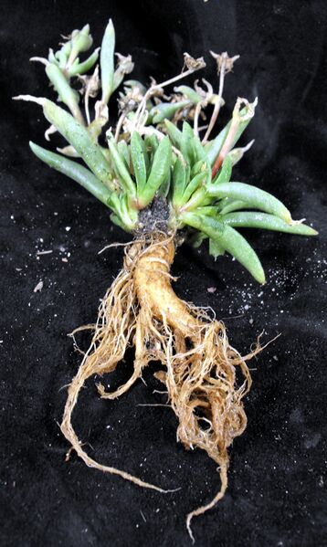 Fájl:Delosperma sutherlandii-003.jpg