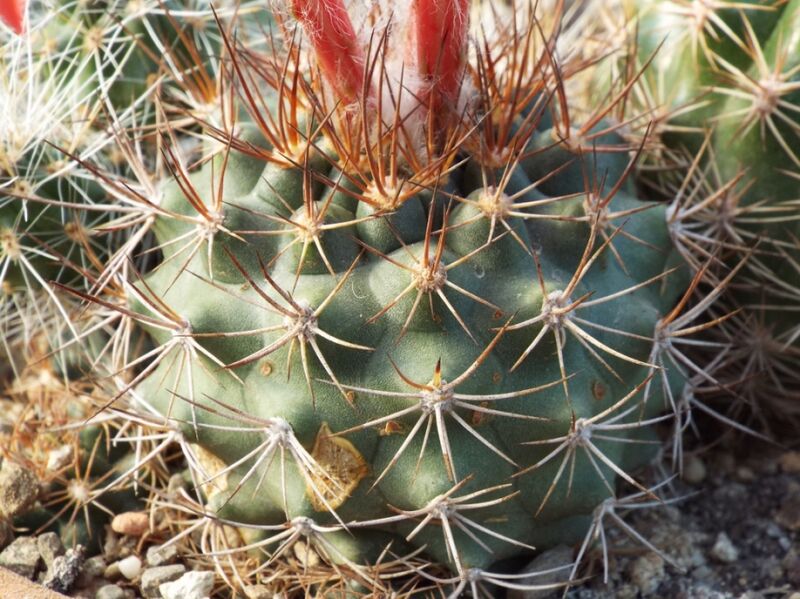 Fájl:Matucana tuberculata-001.jpg