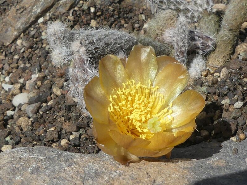 Fájl:Pterocactus gonjianii.LZ 01.jpg